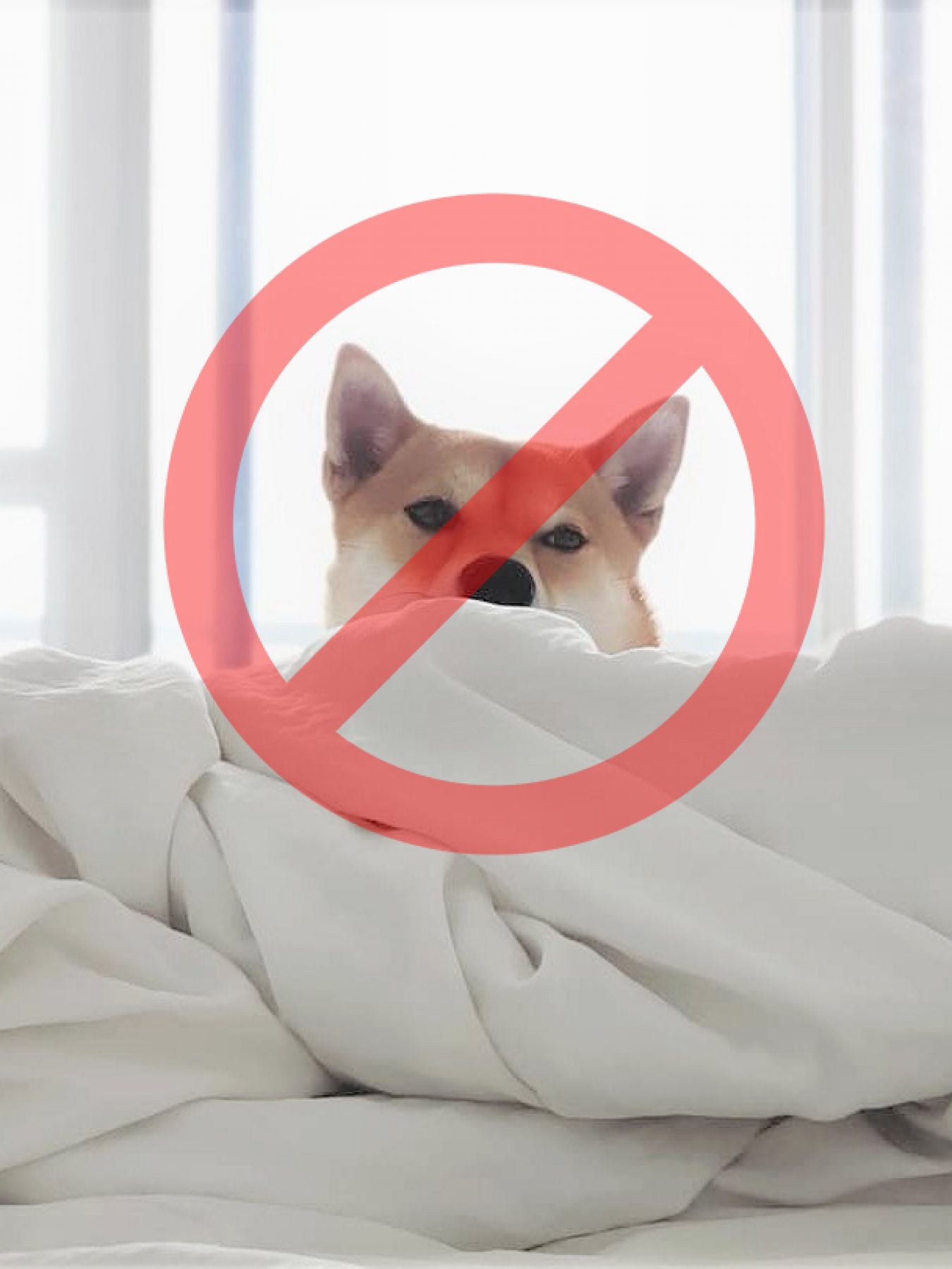 no-pets-allowed-lifestyle